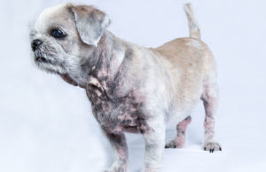 Hyperpigmentation In Dogs Hyperpigmentation in dogs Featured Image