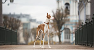 Ibizan Hound Dog Breed Profile Ibizan Hound Dog Breed Profile Featured Image