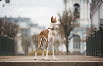 Ibizan Hound Dog Breed Profile Ibizan Hound Dog Breed Profile Featured Image