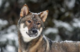 Shikoku Dog Breed Profile Shikoku Dog Breed Profile