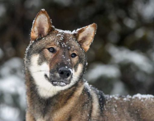 Shikoku Dog Breed Profile Shikoku Dog Breed Profile