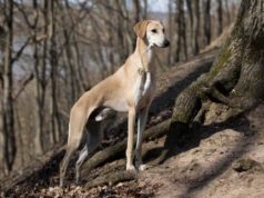 Sloughi Dog Breed Profile Sloughi Dog Breed Profile