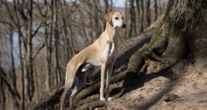 Sloughi Dog Breed Profile Sloughi Dog Breed Profile