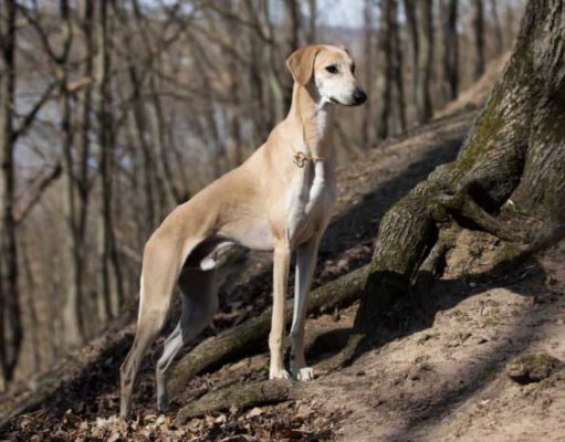 Sloughi Dog Breed Profile Sloughi Dog Breed Profile