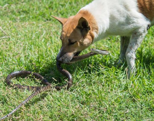 Snake Bites in Dogs: Symptoms, Treatments, & Prevention Snake Bites in Dogs Featured Image