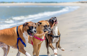 How Many Dogs Are Too Many? How many dogs are too many featured image