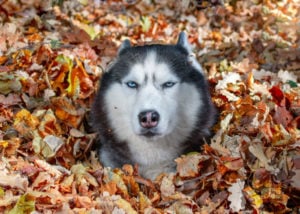autumn-danger-dog-in-a-pile-of-dried-leaves
