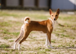 basenji-stance