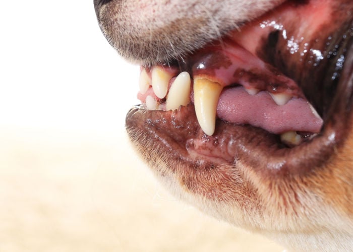 unhealthy dog gums