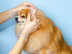 Deaf Dog: Pros and Cons You Should Know About deaf dog pros and cons