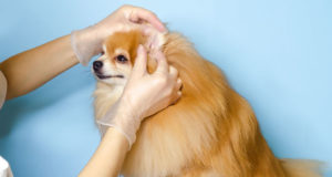 Deaf Dog: Pros and Cons You Should Know About deaf dog pros and cons