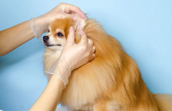 Deaf Dog: Pros and Cons You Should Know About deaf dog pros and cons
