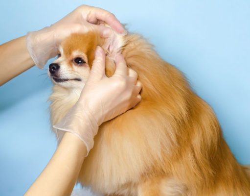 Deaf Dog: Pros and Cons You Should Know About deaf dog pros and cons