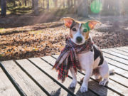 Do Dogs Know The Seasons? do-dogs-know-the-seasons-featured-image