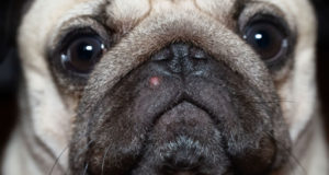 Dog Acne: Symptoms, Causes, and Treatment dog acne