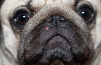 Dog Acne: Symptoms, Causes, and Treatment dog acne