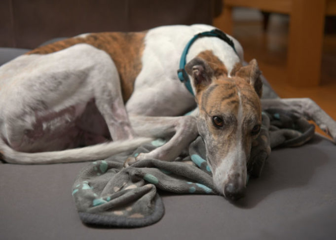 Dog Dementia Stages: What You Need To Know – Top Dog Tips