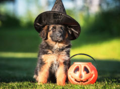 Fun Halloween Activities for Dogs halloween activities for dogs