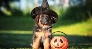 halloween activities for dogs