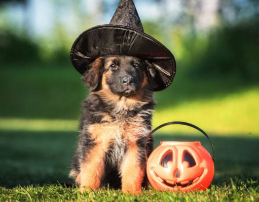 12 Fun Halloween Activities for Dogs halloween activities for dogs