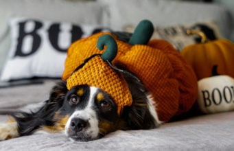 300+ Halloween Dog Names For Your Spooky Pup halloween-dog-names-for-2022