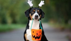 Fun Halloween Activity: Dog-Safe Trick or Treat