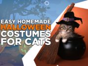 3 Easy Homemade Halloween Costumes for Cats homemade halloween costumes for cats