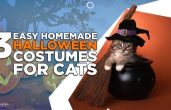 3 Easy Homemade Halloween Costumes for Cats homemade halloween costumes for cats