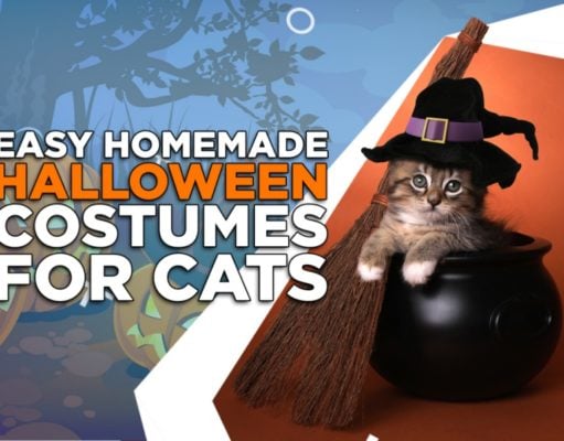 3 Easy Homemade Halloween Costumes for Cats homemade halloween costumes for cats