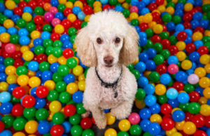 How Much Does a Dog Daycare Cost? how-much-does-a-dog-daycare-cost-featured-image