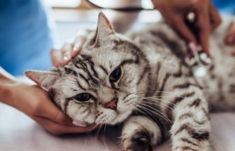 How To Check A Cat’s Pulse how to check your cat's pulse