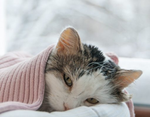 How To Tell If Your Cat Is Sick Signs of holiday stress in cats