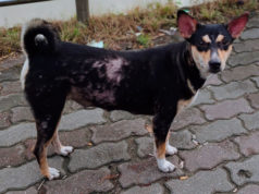 Impetigo in Dogs: Causes, Symptoms, and Treatment impetigo in dogs