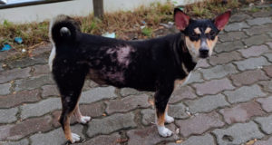 Impetigo in Dogs: Causes, Symptoms, and Treatment impetigo in dogs