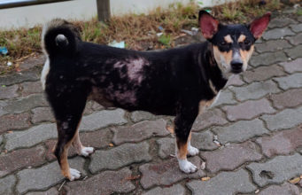 Impetigo in Dogs: Causes, Symptoms, and Treatment impetigo in dogs