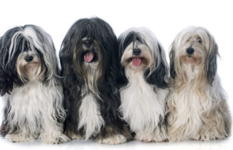 Tibetan Terrier Dog Breed Profile tibetan-terrier-featured-image
