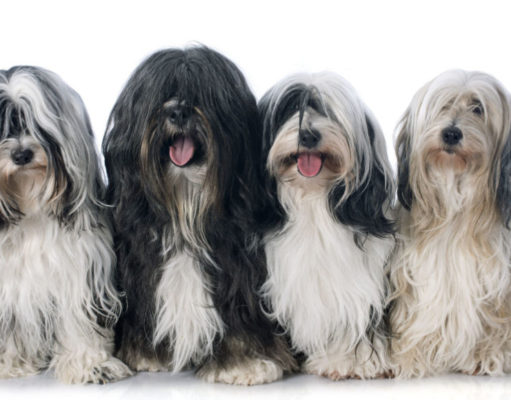 Tibetan Terrier Dog Breed Profile tibetan-terrier-featured-image