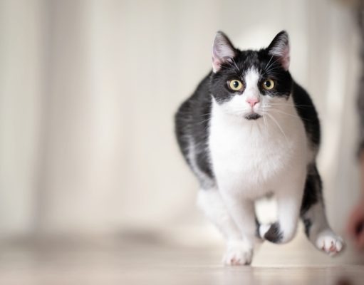 Why Do Cats Get the Zoomies? why do cats get the zoomies
