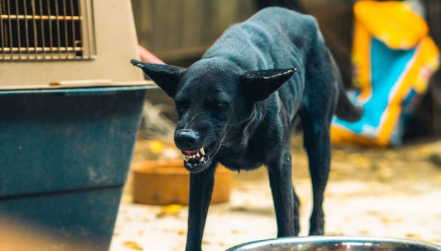 Creative Aggression In Dogs With Dementia Photo Inspiration