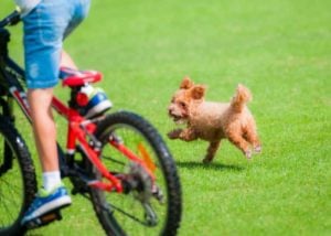 Dog bolting to chase a bicycle