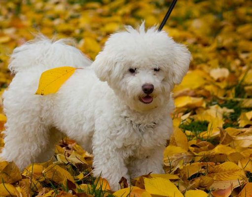 Bolognese Dog Breed Profile bolognese low cost dog breed