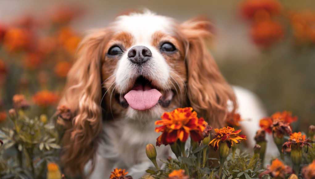 DOWAY Portachiavi Acrilico A Forma Di Cane Chihuahua E King Charles Spaniel - Leggero, Ipoallergenico, 4,3 X 2,9 Cm, Portachiavi Auto