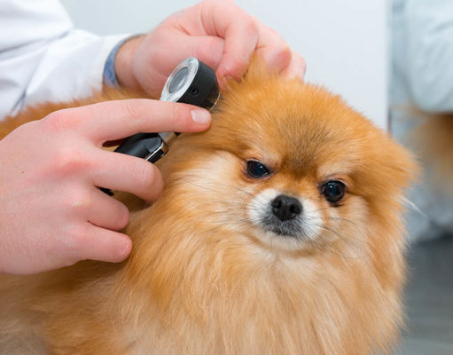 6 Top Deaf Dog Myths (Debunked) Deaf Dog Myths Featured