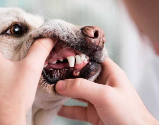 Gum Infection in Dogs: Signs, Causes & Treatments Gum Infection in Dogs