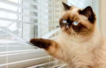 How Long Can You Leave A Cat Alone? how long can you leave a cat alone