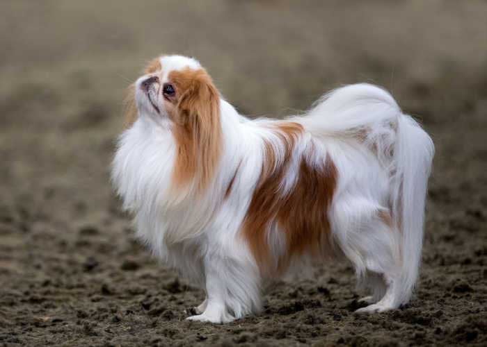 are japanese chin bad dogs