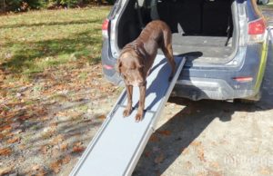 Review: PetSafe Telescoping Dog Ramp PetSafe Telescoping Pet Ramp