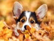 11 Reasons Why Dogs Love the Fall Season Fall Allergies in Dogs