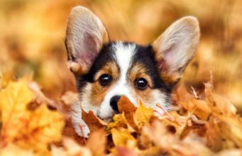 11 Reasons Why Dogs Love the Fall Season Fall Allergies in Dogs