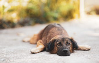 Why Is My Dog Tired After Boarding? Can You Overexercise Your Dog Featured Image